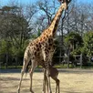 photo  un girafon est né le 19 février 2023 au zoo de la flèche. 