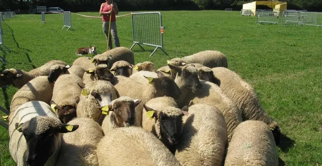 photo  sabine, la bergère a conquis le public avec son chien bien élevé.  &copy;  ouest-france 
