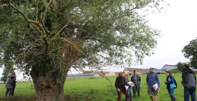 photo  accompagnés de mariette petitjean (2e à droite), du parc naturel régional normandie maine, les membres du jury ont prospecté des parcelles du gaecde perseigne.  &copy;  ouest-france 