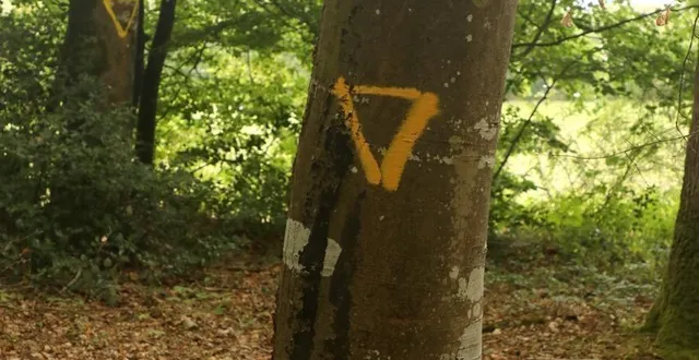 photo  les arbres biologiques favorisent le maintien de l’écosystème forestier.  &copy;  ouest-france 