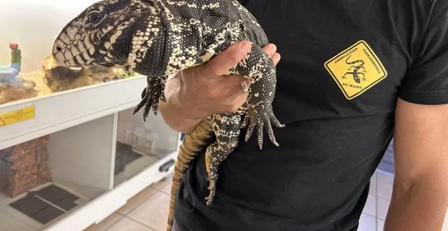 photo  henri, un tégu noir et blanc, cohabite depuis dix ans avec cédric barault. l’amoureux des reptiles souhaite rester discret.  &copy;  ouest-france 