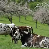 photo des vaches normandes dans un verger de pommiers en fleurs.