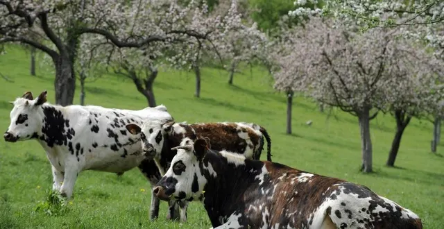 photo  des vaches normandes dans un verger de pommiers en fleurs.  &copy;  stéphane geufroi/ouest france archives 