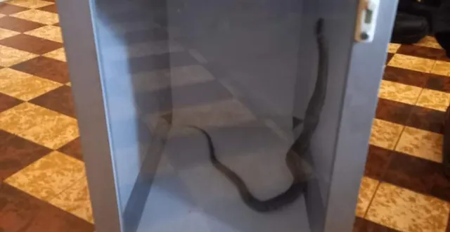 photo  le serpent est certainement resté plus de 24 heures dans la maison de stéphanie, qui est même partie se coucher tranquillement le soir alors que l’animal y était.  &copy;  le maine libre 