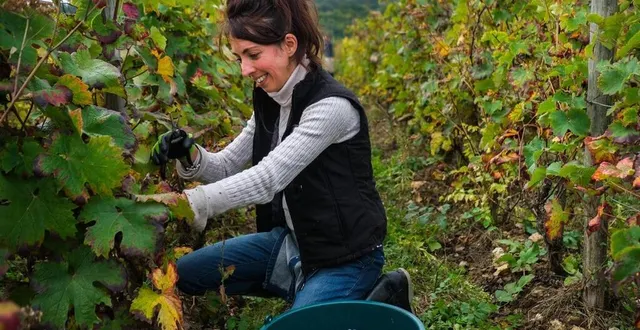 photo  les vendanges vont commencer ce samedi 9 septembre pour le gamay.  &copy;  photo archives le maine libre 