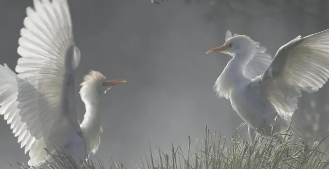 photo  joël geffray et rémi lépinay projettent leurs réalisations samedi soir, à la salle des fêtes.  &copy;  dr 