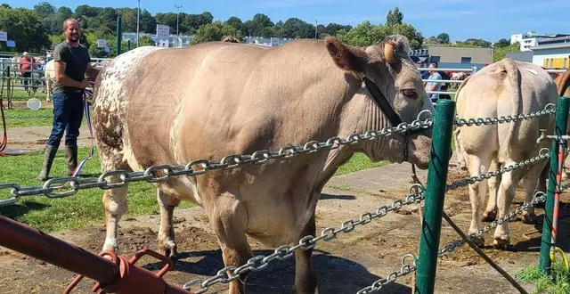 photo  dès 13 h, gwenaël fait rentrer dans son camion son bœuf qui a reçu le 1er prix au championnat de bœuf.  &copy;  le maine l 