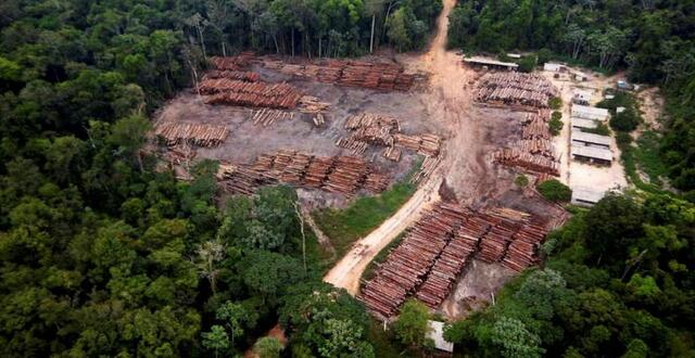 photo  l’industriel breton isb france est reconnu coupable de ne pas s’être assuré que le bois importé du brésil n’était pas lié à la déforestation. 