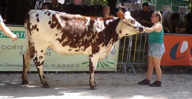 photo  la race prim’holstein, ici bien représentée avec le gaec de la chapelle de gandelain.  &copy;  ouest-france 