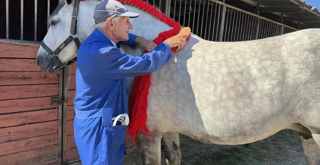 photo  yves, 71 ans, brosse la robe grise pommelée d’irena du greffier, sa jument de race percheronne, à quelques minutes du début de son concours.  &copy;  ouest-france 
