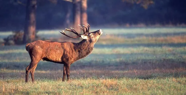 photo  la période du brame est particulièrement sensible pour les cerfs. l’office national des forêts (onf) sensibilise les curieux dans les forêts domaniales.  &copy;  ouest-france 