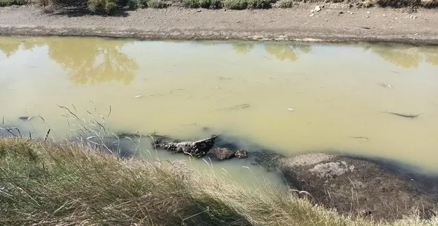 photo  l’arrêt des mouvements d’eau dans la vertonne avait provoqué la mort de nombreux poissons aux sables-d’olonne.  &copy;  jean-emmanuel brethomé 