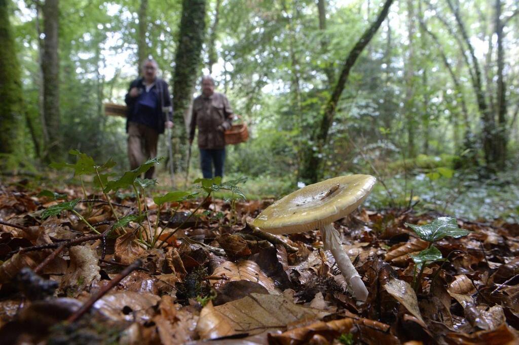 Délices et risques : Le monde des champignons comestibles - Journal Le  Placoteux