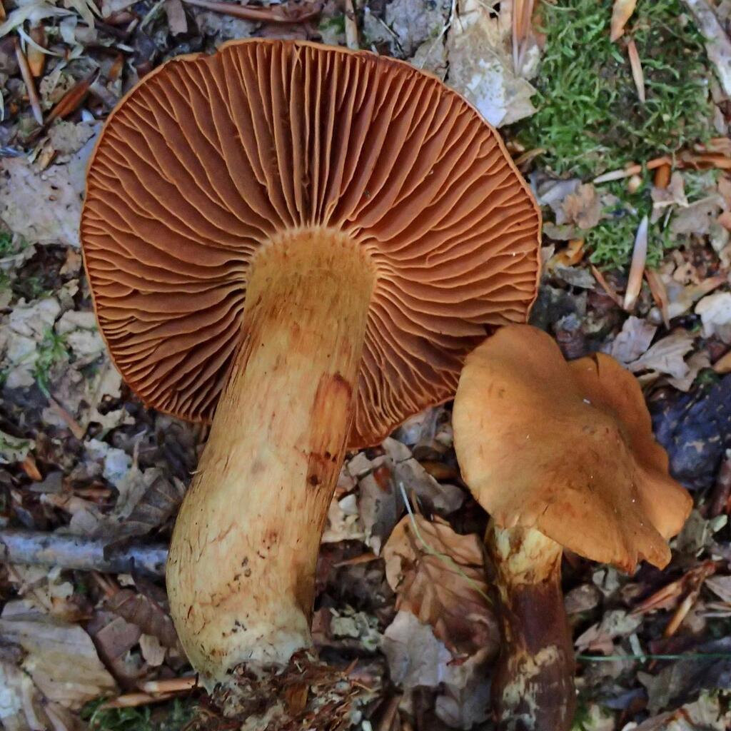 EN IMAGES. Ce champignon est-il comestible ou mortel ? Douze variétés à  connaître