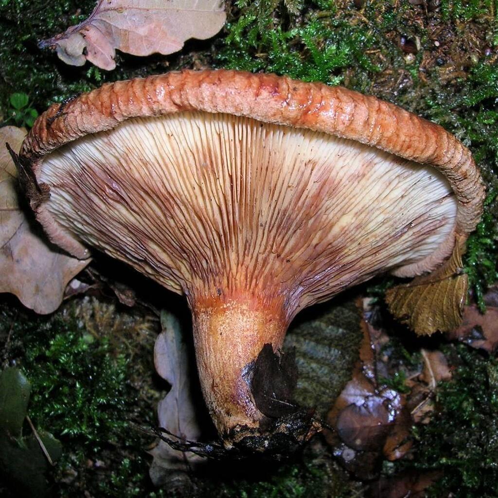 EN IMAGES. Ce champignon est-il comestible ou mortel ? Douze