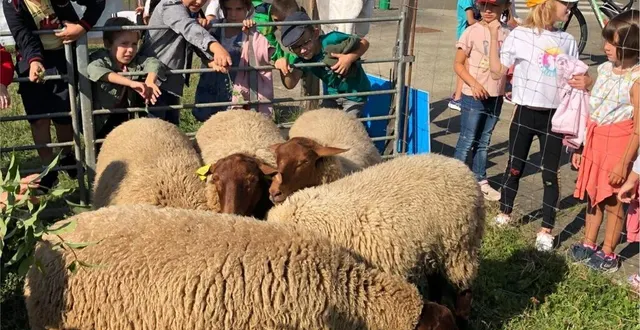 photo  la rencontre avec les moutons chargés de l’écopâturage du site : un moment très apprécié par les écoliers.  &copy;  le maine libre 
