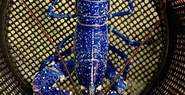 photo  le homard bleu est un spécimen très rare ! celui-ci a été vendu à la criée de saint-gilles-croix-de-vie. 