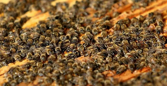 photo  l’apiculture vous tente ? l’association sarthoise beelinked accompagne les débutants.  &copy;  archives le maine libre 