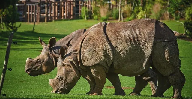 photo  bali, le rhinocéros indien arrivé au zoo de la flèche au printemps 2017 est parti dans un parc mexicain, à guadalajara. avec une congénère du zoo de beauval, ils pourraient d’ici quelques années donner naissance à des petits.  &copy;  zoo de la flèche 