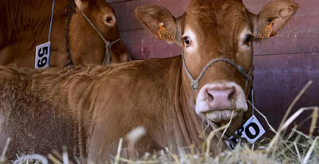photo  après la foire du mans, les animaux restent à la fête lors des comices agricoles.  &copy;  photo le maine libre yvon loue 