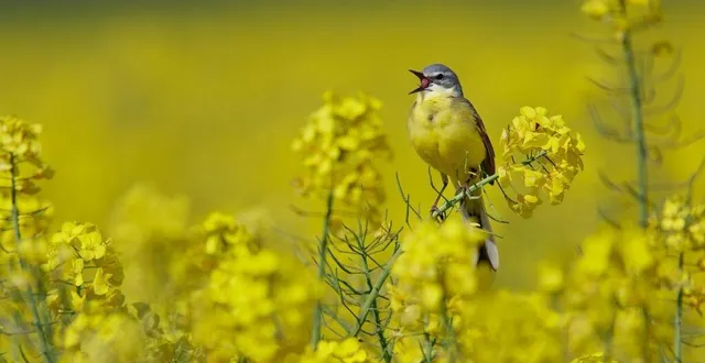photo  les clichés du photographe joël pilon, installé au bailleul, font partie des photographies de nat’expo 2023.  &copy;  joël pilon 
