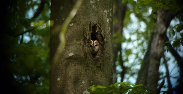 photo  chouettes, hiboux, chauves-souris... le crépuscule promet de belles découvertes à bazouges-cré-sur-loir.  &copy;  cpie vallées de la sarthe et du loir 
