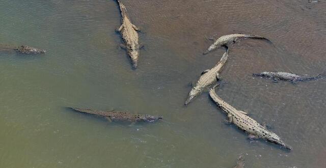 photo  certaines côtes de l’inde sont infestées de crocodiles et les attaques sur les humains ne sont pas rares. alors pourquoi ont-ils épargné un chien ?  ©  photo d’illustration : wirestock / istock 