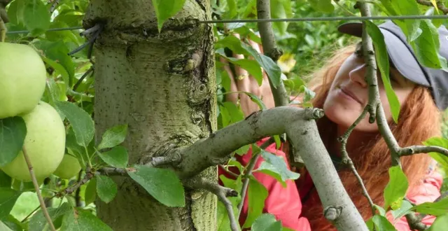 photo  les fruits sont nombreux et de bonne qualité.  &copy;  le maine libre 