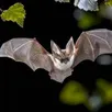 photo  un rendez-vous pour mieux connaître la chauve-souris et les conséquences de la pollution nocturne sur son activité. 
