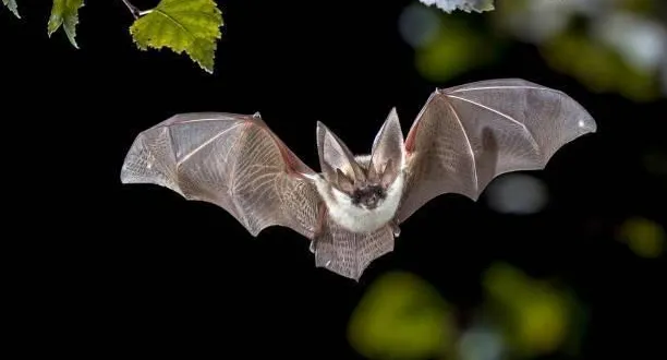 photo  un rendez-vous pour mieux connaître la chauve-souris et les conséquences de la pollution nocturne sur son activité.  &copy;  getty images/istockphoto 