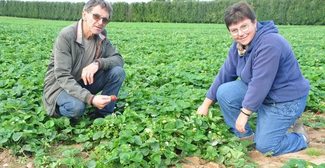 photo  florence et jean-marc bourneuf se préparent pour le temps fort de la saison : la collecte des fraisiers à partir du 20 novembre 2023. ils vont avoir besoin de 40 saisonniers.  &copy;  le maine libre 