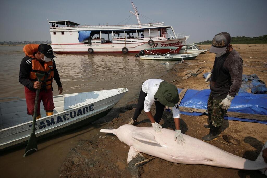 Une sécheresse extrême frappe l’Amazonie, plus d’une centaine de