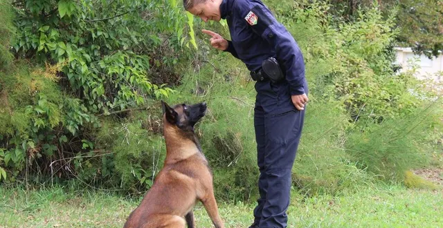 photo  l’adjudant-chef céline besnard et son berger belge malinois, pulaar, ont pris leurs quartiers au mois de juin 2023 à la compagnie de gendarmerie de la flèche. spécialisés dans la recherche de personnes et la défense, ils forment la seule équipe cynophile de la sarthe.  &copy;  ouest-france 