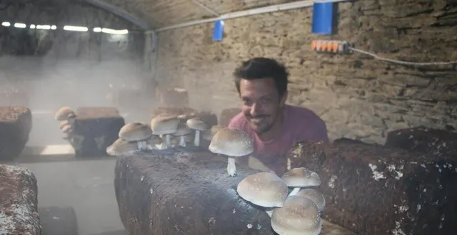 photo  fabien perrault s’est lancé il y a un an et demi dans la production de champignons à vergonnes en maine-et-loire. insolite en anjou-bleu.  &copy;  co kévin mézière 