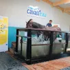 photo démonstration de soin sur une jument en aquatraining, à la balnéothérapie cavall’eau, à montabard, lors de l’inauguration des installations.