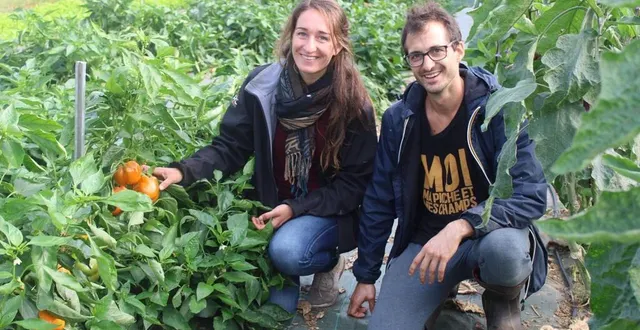 photo  « cette première production a été particulièrement abondante, des tomates, des poivrons, des courgettes et des aubergines, nous avons eu de savoureux haricots et même des fraises très sucrées », savourent sophie lagarenne et mathieu bourgeois, un couple de maraîchers installé à teloché (sarthe).  &copy;  ouest-france 