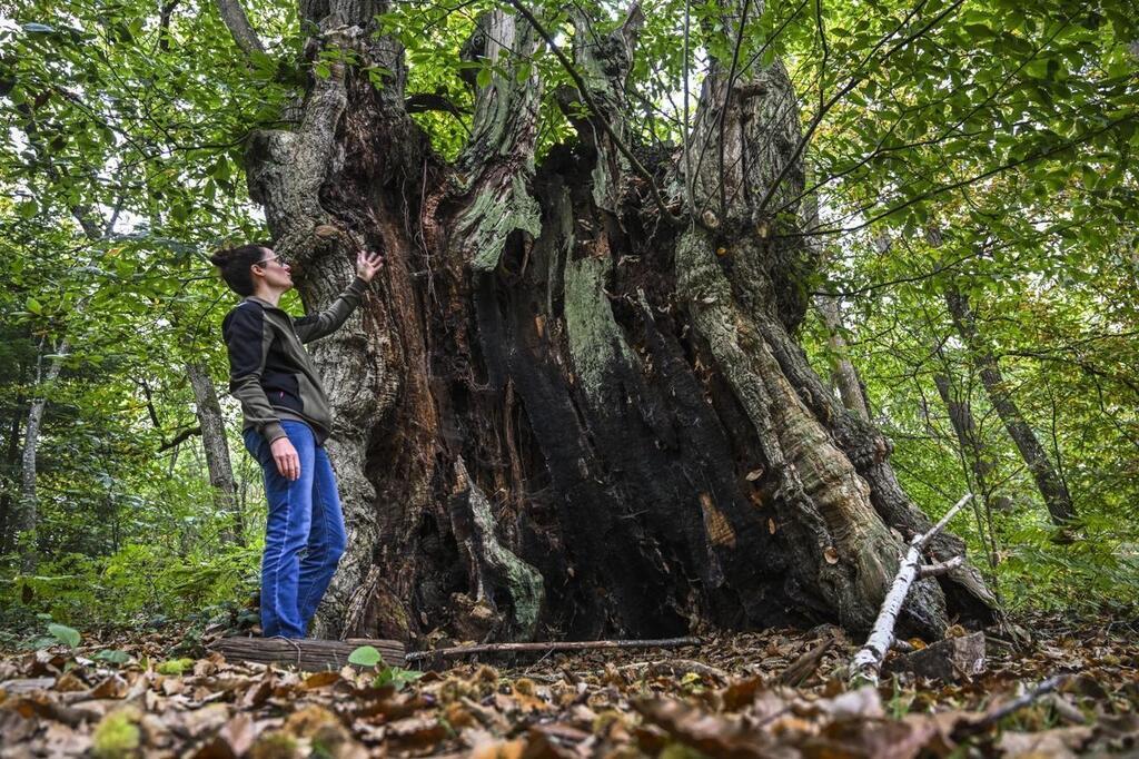 l Arche de la nature ces arbres cachette ont plus de 400