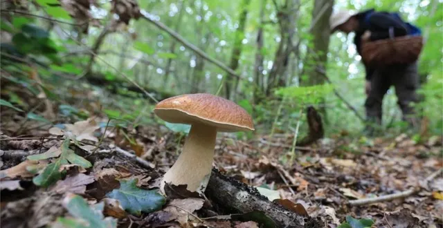 photo  la prudence et la modération s’imposent lors de la cueillette. en cas de doute, s’adresser à un spécialiste, mycologue ou pharmacien.  &copy;  archives ouest-france 