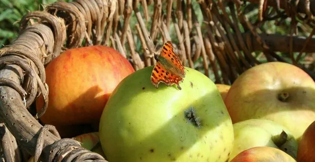 photo  la cité védaquaise accueille la fête de la pomme tout au long du week-end.  &copy;  archives le maine libre 