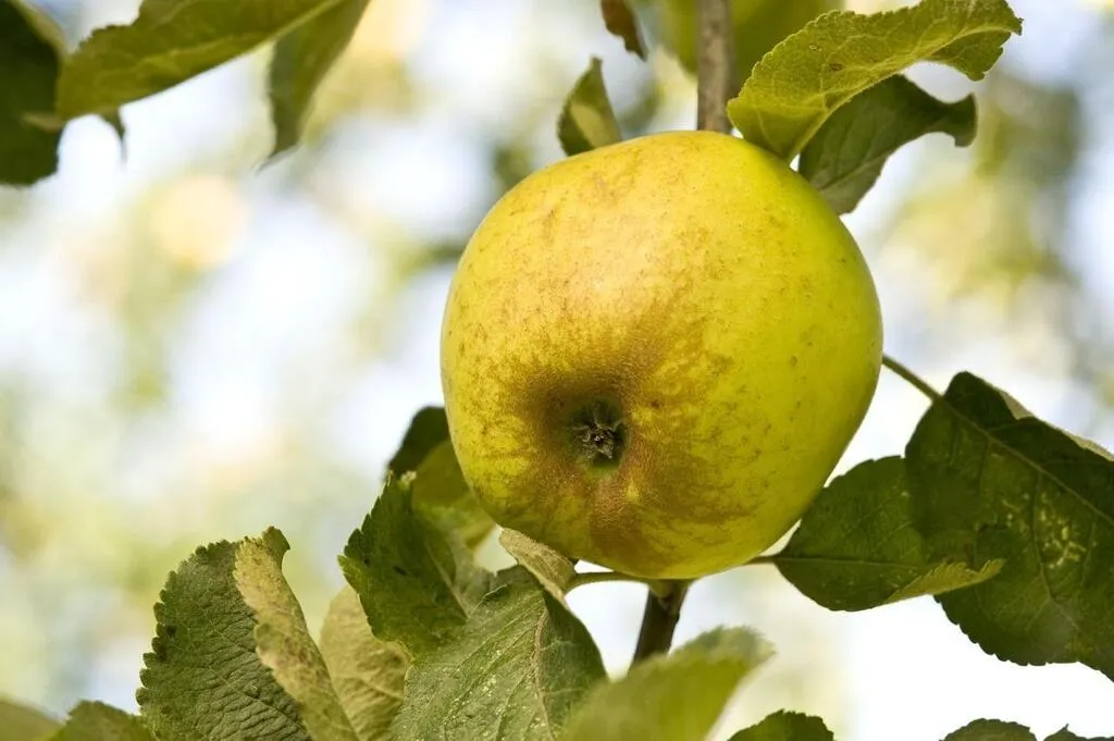 Pomme à cidre ou à couteau, sucrée ou acidulée… Douze pommes emblématiques de la Bretagne