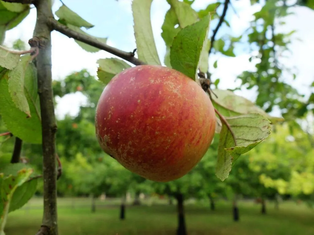 Pomme à cidre ou à couteau, sucrée ou acidulée… Douze pommes emblématiques de la Bretagne
