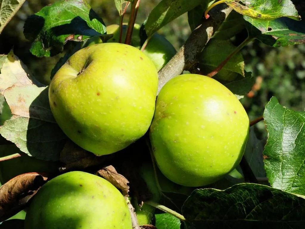 Pomme à cidre ou à couteau, sucrée ou acidulée… Douze pommes emblématiques de la Bretagne