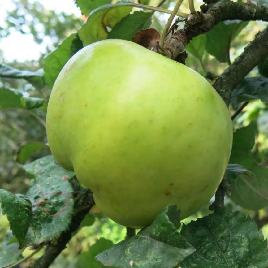 Pomme à cidre ou à couteau, sucrée ou acidulée… Douze pommes emblématiques de la Bretagne
