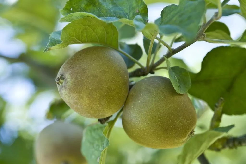 Pomme à cidre ou à couteau, sucrée ou acidulée… Douze pommes emblématiques de la Bretagne
