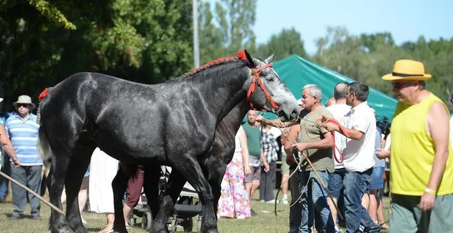 photo  à tuffé, le comice agricole associé aux tufféeries, attire un nombre important de visiteurs. les animaux de la ferme ont toujours beaucoup de succès.   &copy;  le maine libre 