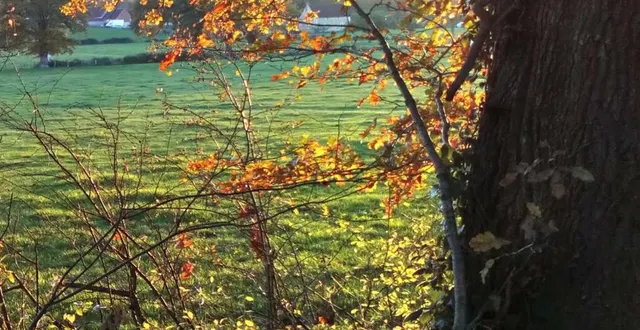 photo  la nature sera à l’honneur cette semaine à la médiathèque.  &copy;  ouest-france 