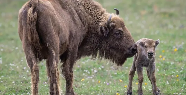 photo  pêche, bison d’europe – ici avec sa petite – a quitté le zoo de pescheray pour l’allemagne dans le cadre d’un programme européen (eep). elle fera peut-être partie des animaux à rejoindre l’azerbaïdjan, dans plusieurs semaines.  &copy;  fabrice jallu – domaine de pescheray 