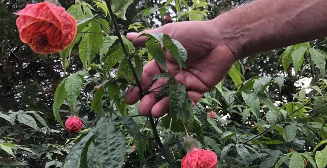 photo  superbe couleur orangée sur des feuilles vert foncé.  &copy;  le maine libre 