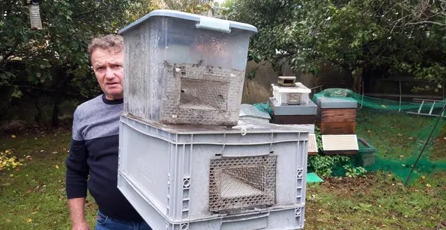 photo  actuellement, daniel poirier piège environ une centaine de frelons asiatiques, par jour, à proximité de ses ruchers.  &copy;  le maine libre 