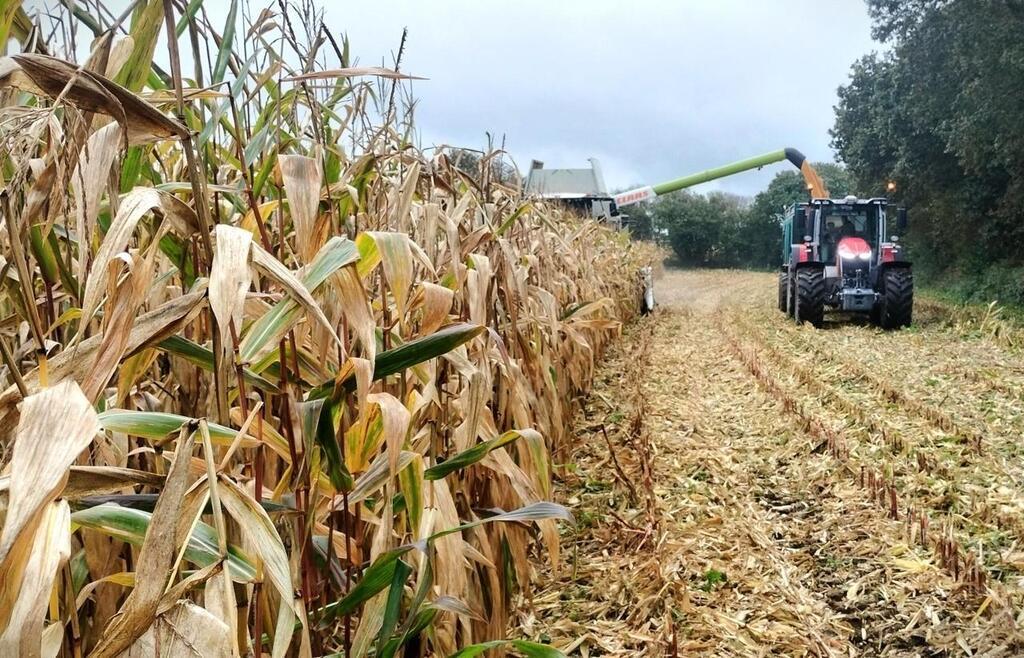 Reportage Une Journée Au Cœur Des Moissons De Maïs Grain Dans Le Finistère Fougè